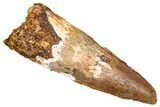 Fossil Spinosaurus Tooth - Real Dinosaur Tooth #381023-1